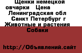 Щенки немецкой овчарки › Цена ­ 25 000 - Ленинградская обл., Санкт-Петербург г. Животные и растения » Собаки   